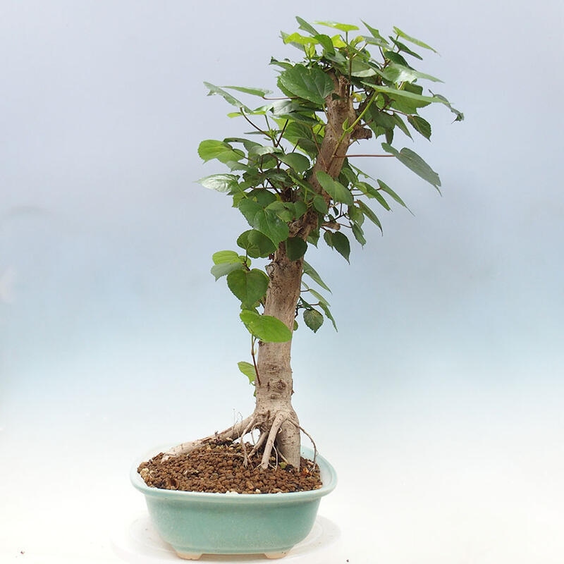 Indoor bonsai - Hibiscus tiliaceus - Sea hibiscus + SUISEKI book Free