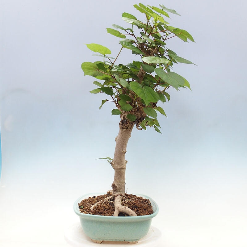 Indoor bonsai - Hibiscus tiliaceus - Sea hibiscus + SUISEKI book Free