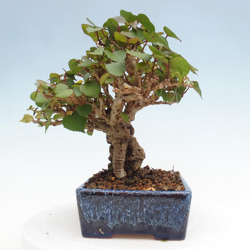 Indoor bonsai - Hibiscus tiliaceus - Hibiscus linden, sea