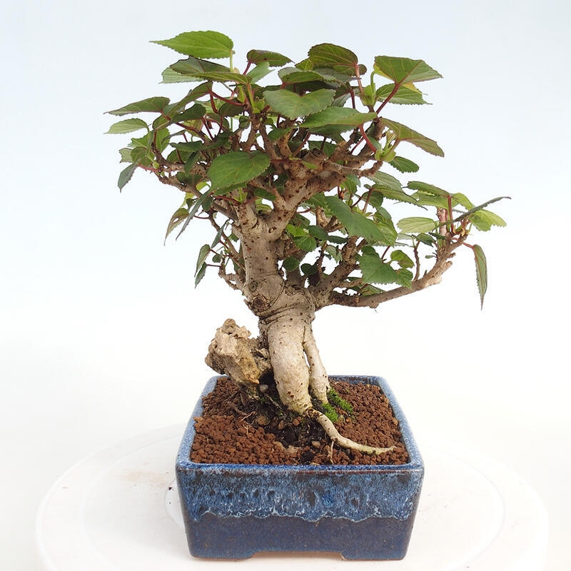 Indoor bonsai - Hibiscus tiliaceus - Hibiscus linden, sea