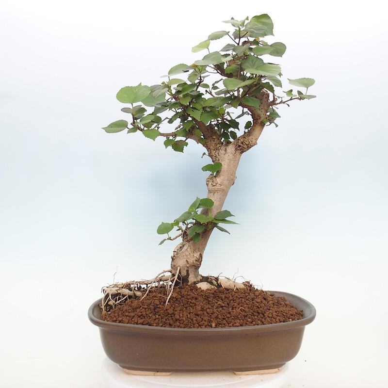 Indoor bonsai - Hibiscus tiliaceus - Hibiscus linden, sea