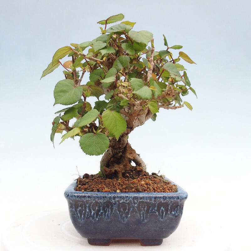 Indoor bonsai - Hibiscus tiliaceus - Hibiscus linden, sea