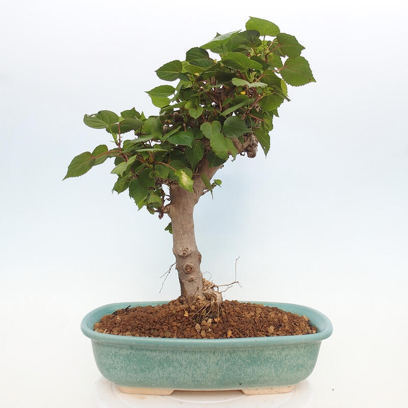 Indoor bonsai - Hibiscus tiliaceus - Hibiscus linden, sea