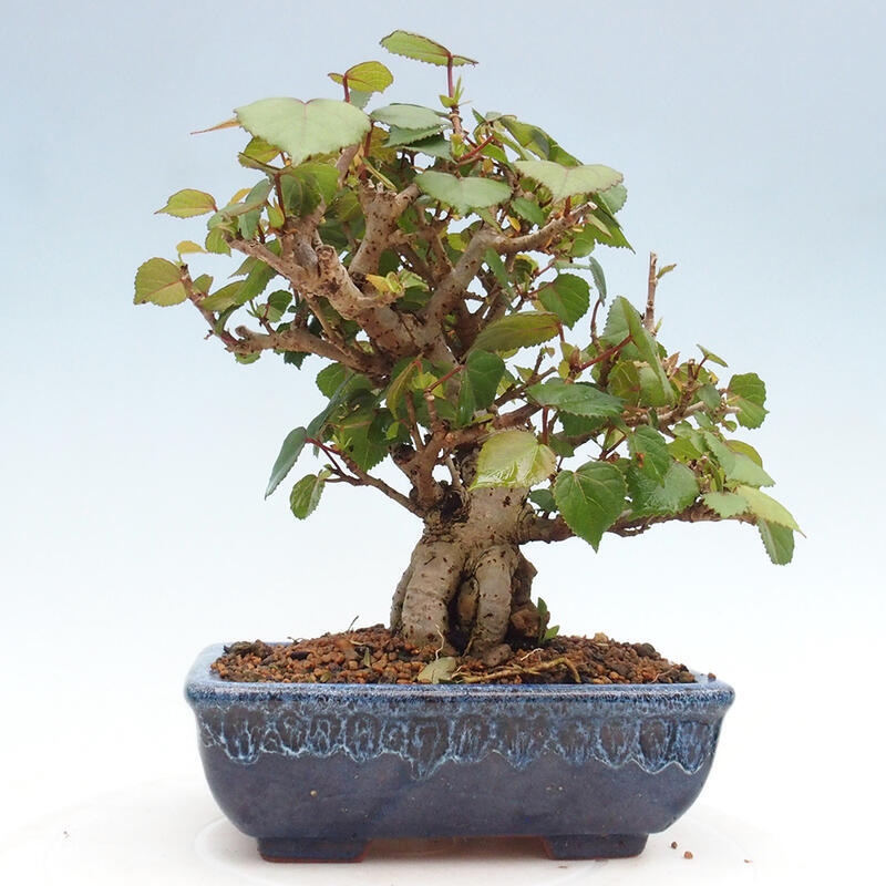 Indoor bonsai - Hibiscus tiliaceus - Hibiscus linden, sea