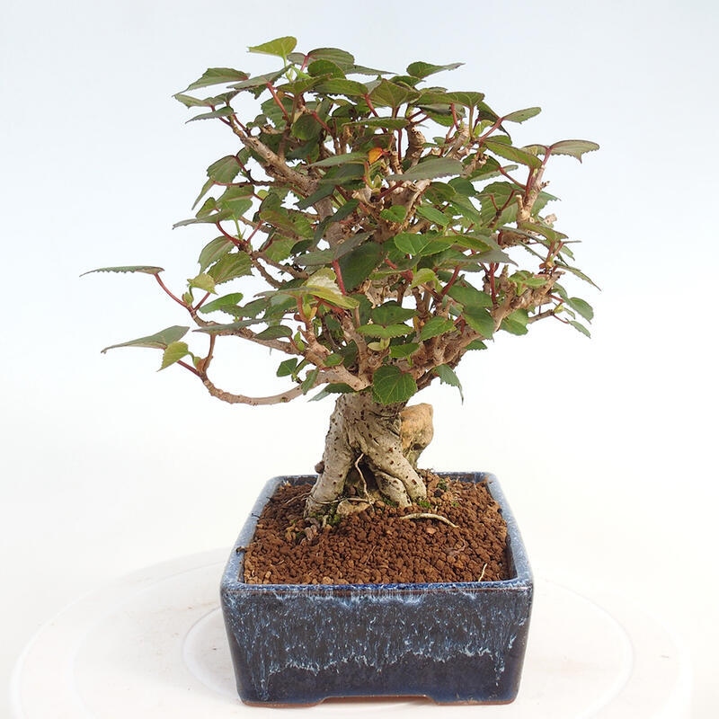 Indoor bonsai - Hibiscus tiliaceus - Hibiscus linden, sea