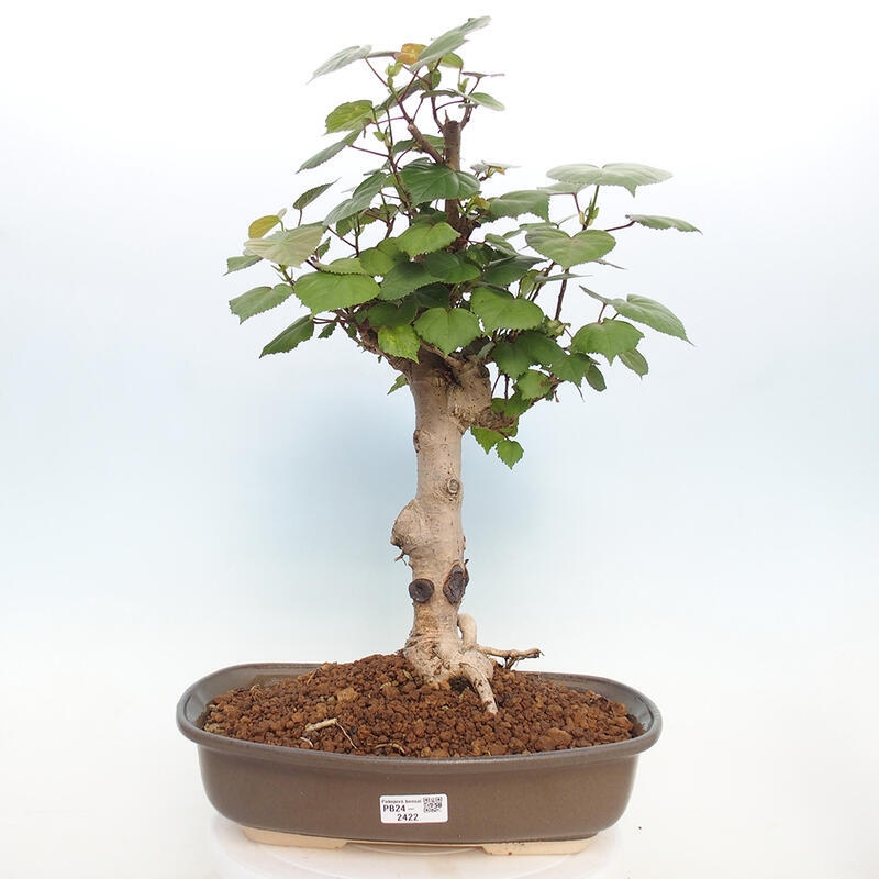 Indoor bonsai - Hibiscus tiliaceus - Hibiscus linden, sea