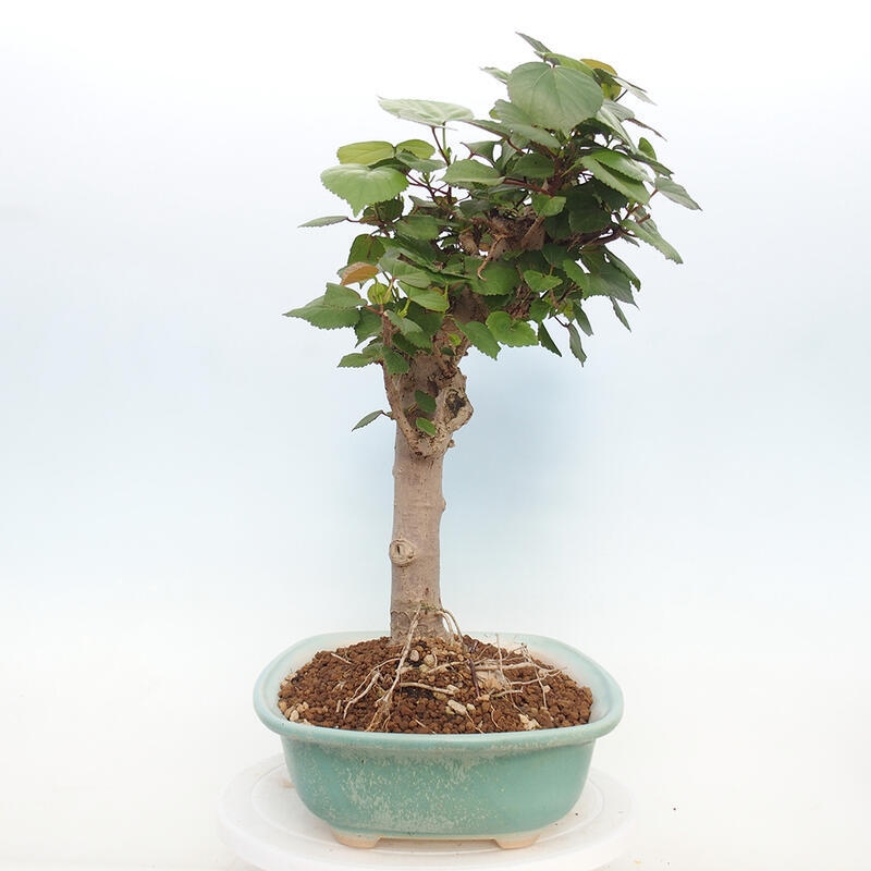 Indoor bonsai - Hibiscus tiliaceus - Hibiscus linden, sea