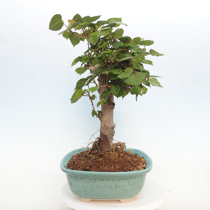 Indoor bonsai - Hibiscus tiliaceus - Hibiscus linden, sea