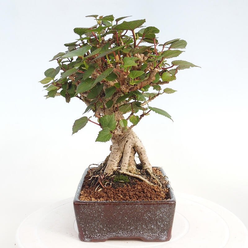 Indoor bonsai - Hibiscus tiliaceus - Hibiscus linden, sea