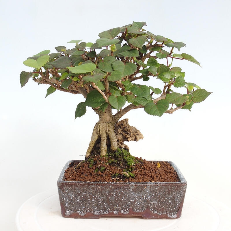 Indoor bonsai - Hibiscus tiliaceus - Hibiscus linden, sea