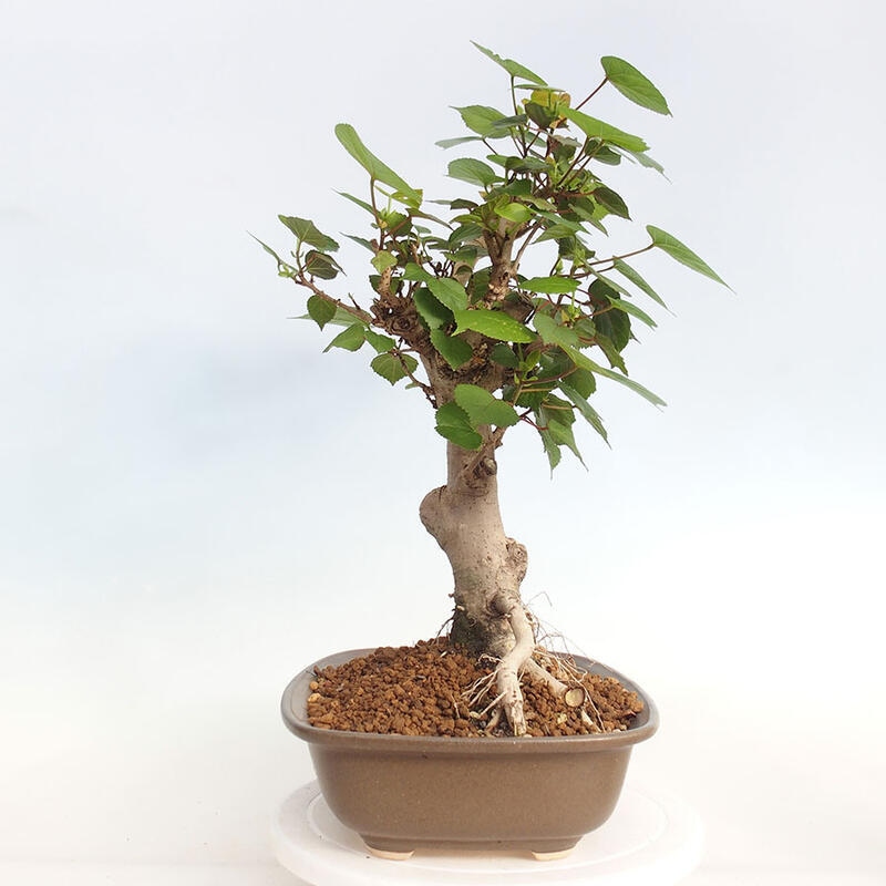 Indoor bonsai - Hibiscus tiliaceus - Hibiscus linden, sea