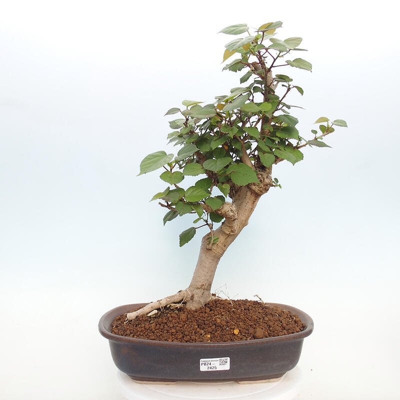 Indoor bonsai - Hibiscus tiliaceus - Hibiscus linden, sea