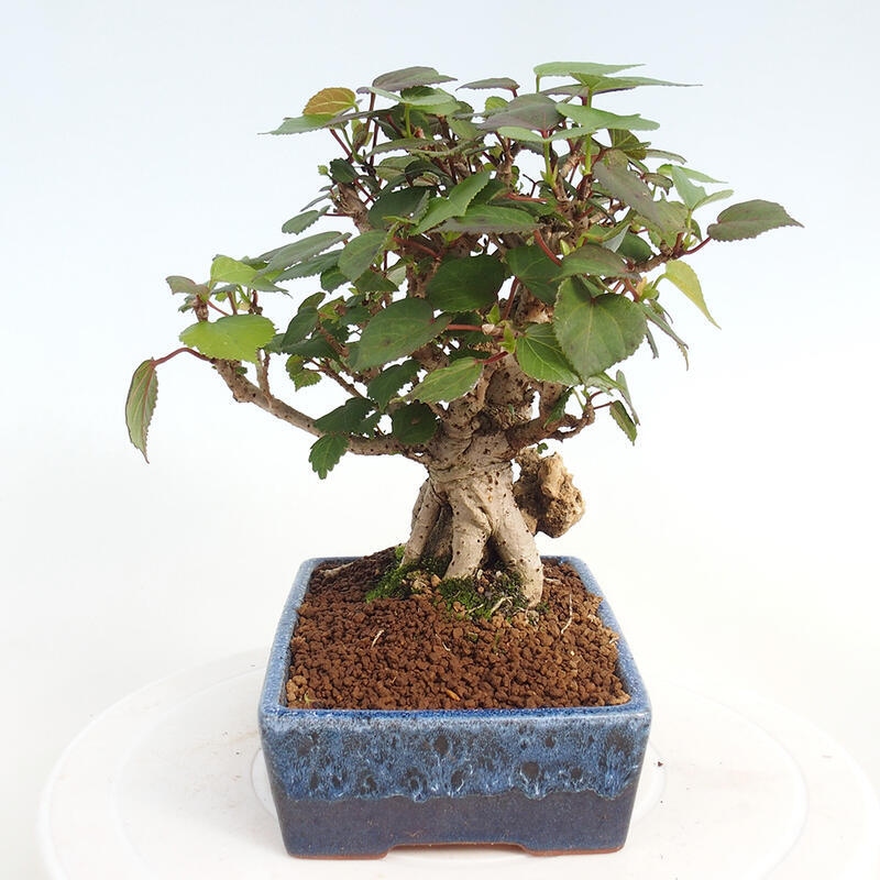 Indoor bonsai - Hibiscus tiliaceus - Hibiscus linden, sea