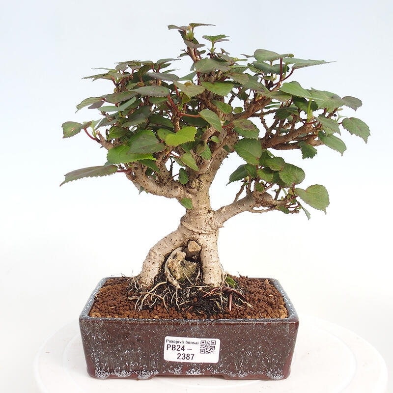 Indoor bonsai - Hibiscus tiliaceus - Hibiscus linden, sea