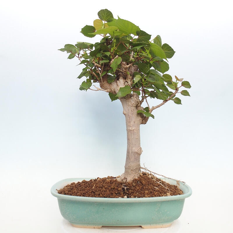 Indoor bonsai - Hibiscus tiliaceus - Hibiscus linden, sea