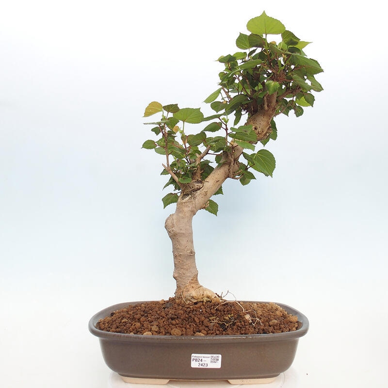 Indoor bonsai - Hibiscus tiliaceus - Hibiscus linden, sea