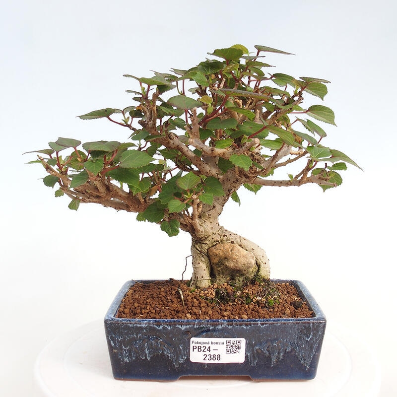 Indoor bonsai - Hibiscus tiliaceus - Hibiscus linden, sea