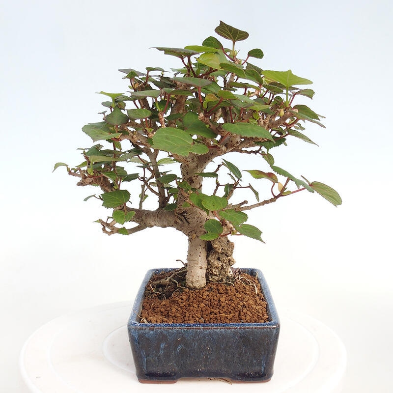 Indoor bonsai - Hibiscus tiliaceus - Hibiscus linden, sea