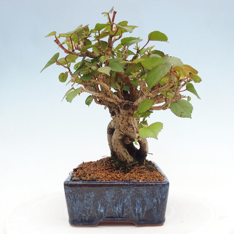 Indoor bonsai - Hibiscus tiliaceus - Hibiscus linden, sea