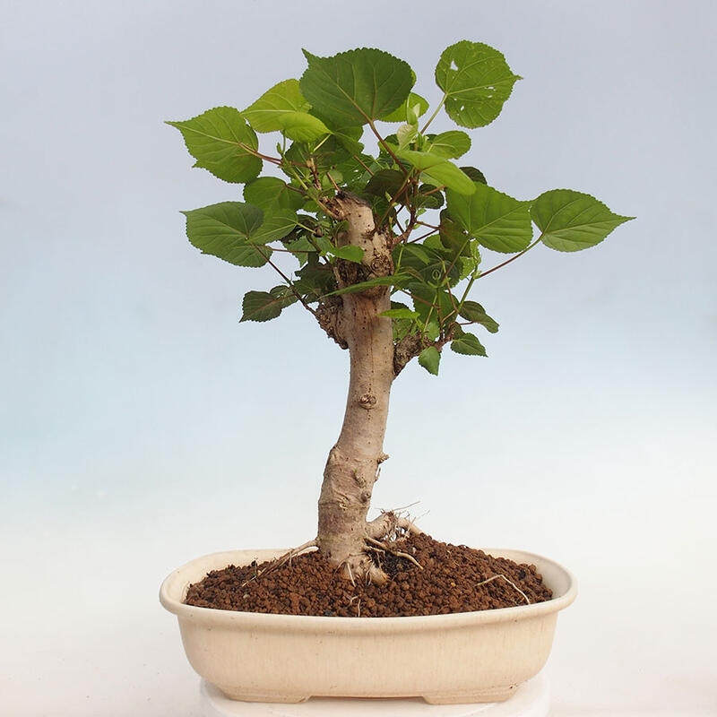 Indoor bonsai - Hibiscus tiliaceus - Hibiscus linden, sea