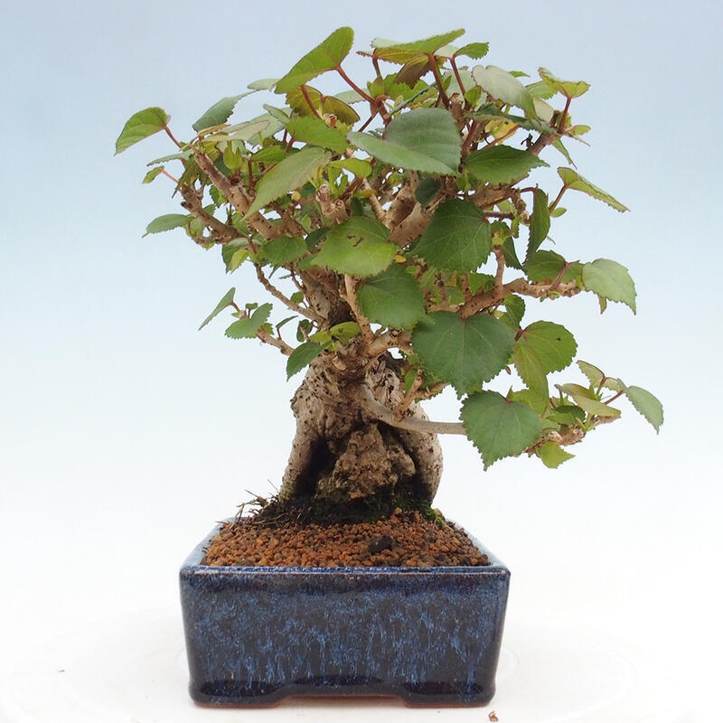 Indoor bonsai - Hibiscus tiliaceus - Hibiscus linden, sea