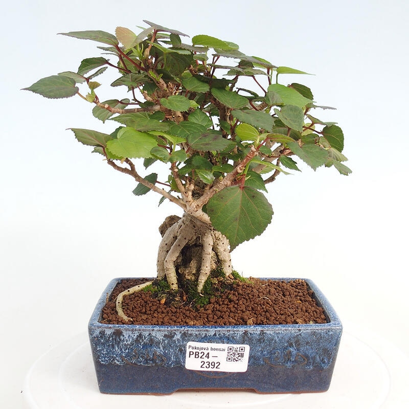 Indoor bonsai - Hibiscus tiliaceus - Hibiscus linden, sea