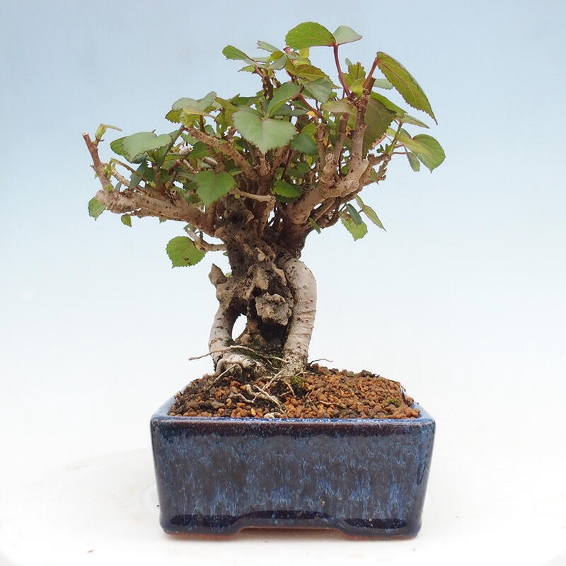 Indoor bonsai - Hibiscus tiliaceus - Hibiscus linden, sea