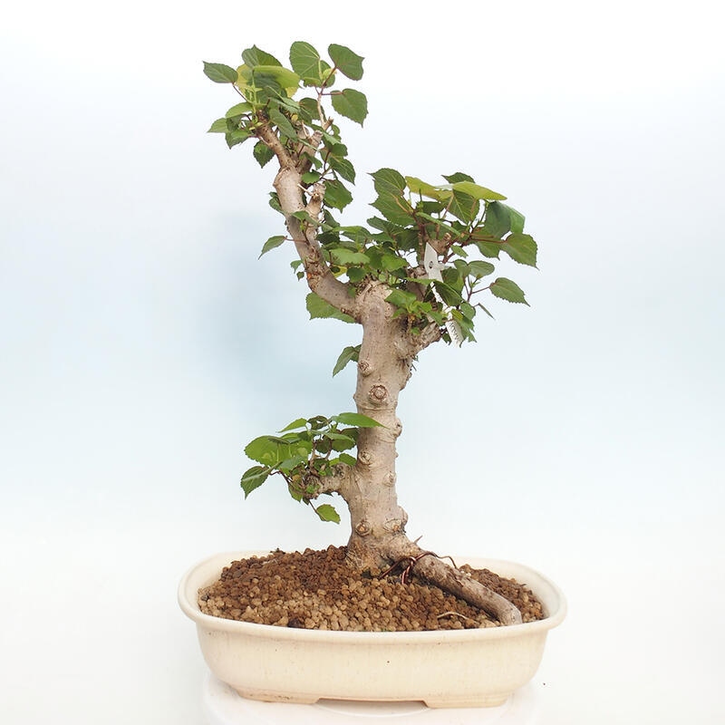 Indoor bonsai - Hibiscus tiliaceus - Hibiscus linden, sea