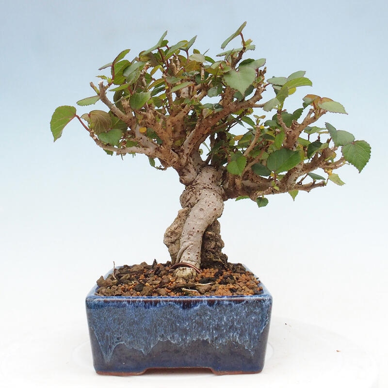 Indoor bonsai - Hibiscus tiliaceus - Hibiscus linden, sea