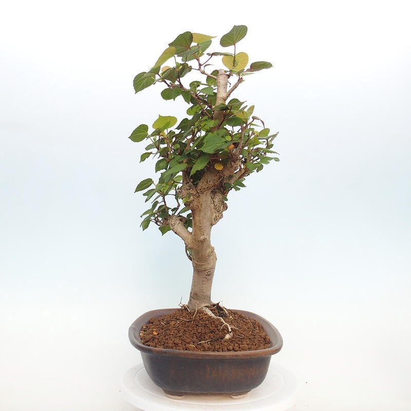 Indoor bonsai - Hibiscus tiliaceus - Hibiscus linden, sea