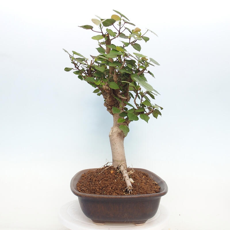 Indoor bonsai - Hibiscus tiliaceus - Hibiscus linden, sea