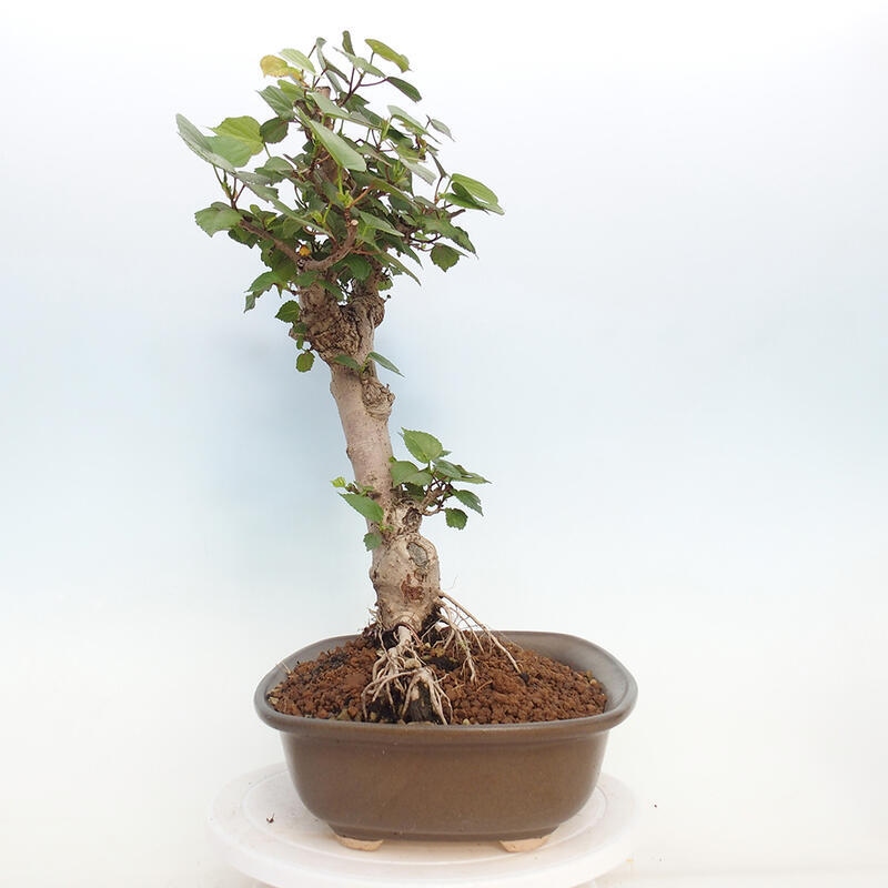 Indoor bonsai - Hibiscus tiliaceus - Hibiscus linden, sea