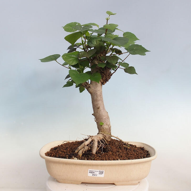 Indoor bonsai - Hibiscus tiliaceus - Hibiscus linden, sea