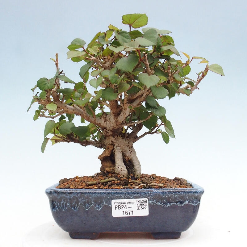 Indoor bonsai - Hibiscus tiliaceus - Hibiscus linden, sea