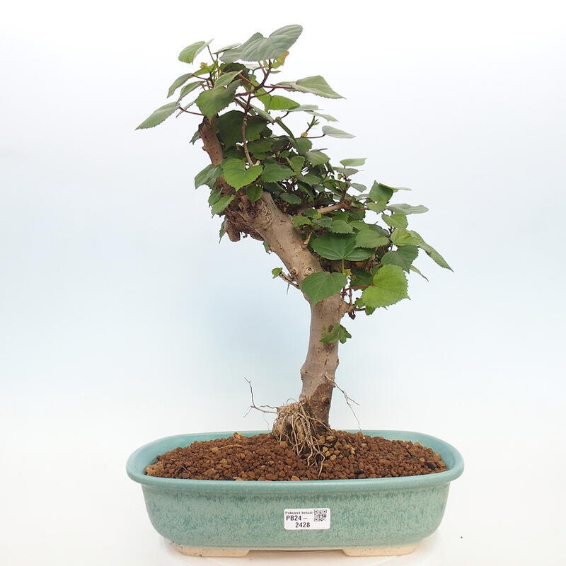 Indoor bonsai - Hibiscus tiliaceus - Hibiscus linden, sea