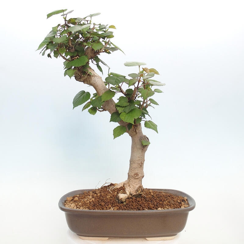 Indoor bonsai - Hibiscus tiliaceus - Hibiscus linden, sea