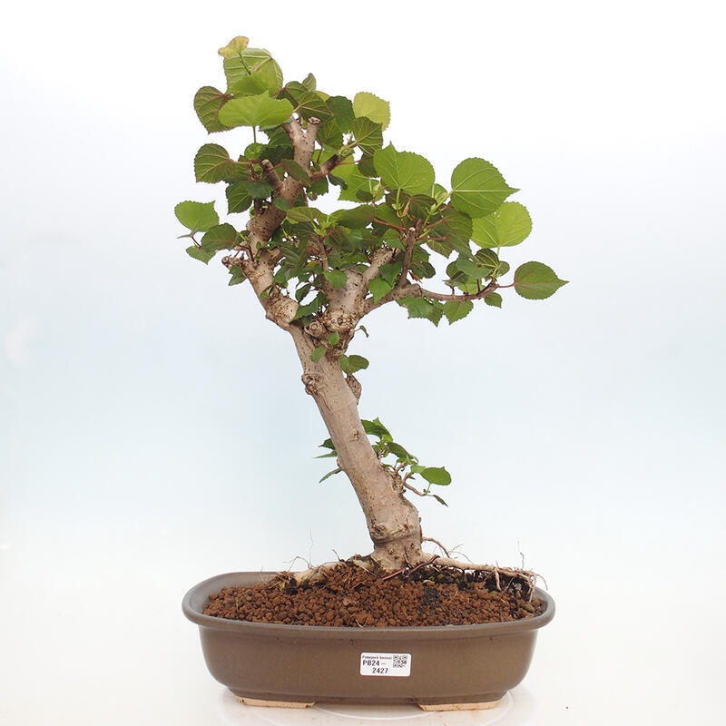 Indoor bonsai - Hibiscus tiliaceus - Hibiscus linden, sea