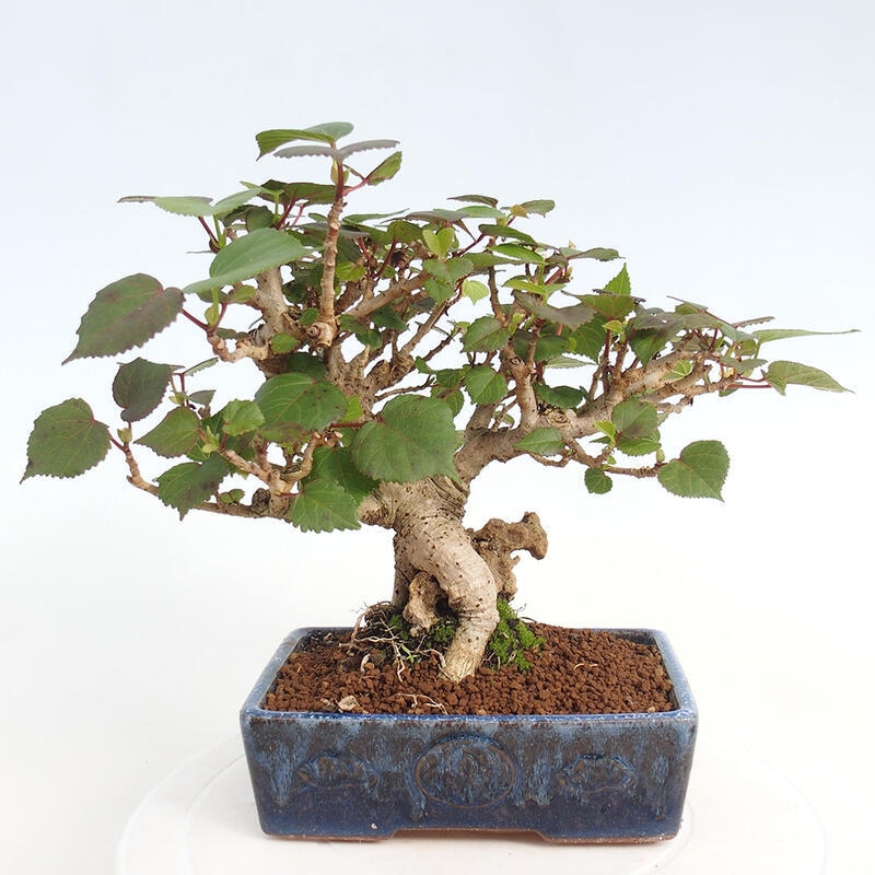 Indoor bonsai - Hibiscus tiliaceus - Hibiscus linden, sea