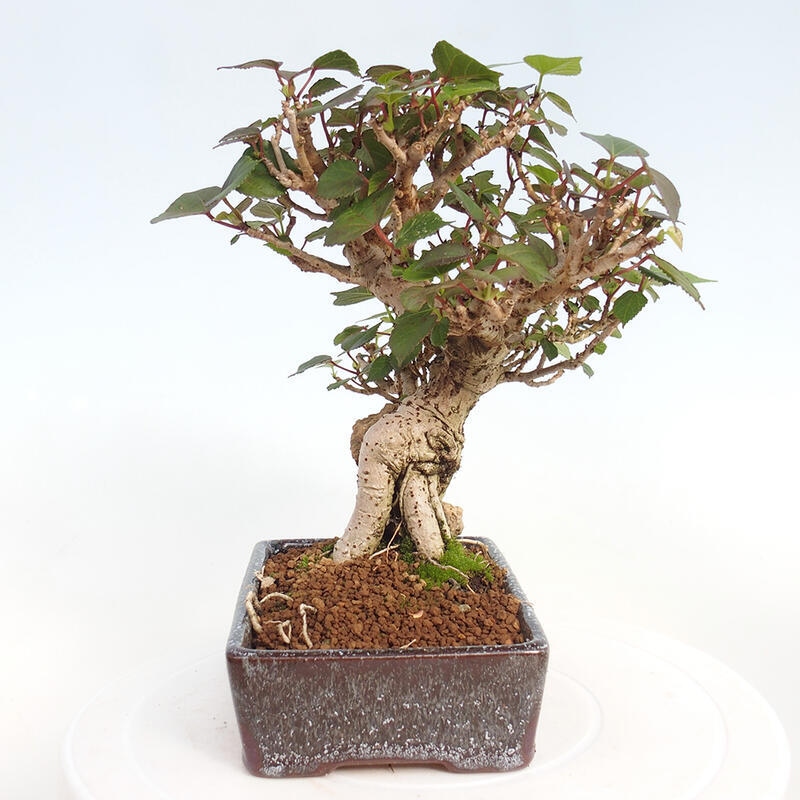 Indoor bonsai - Hibiscus tiliaceus - Hibiscus linden, sea