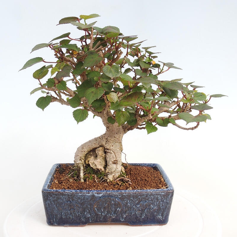 Indoor bonsai - Hibiscus tiliaceus - Hibiscus linden, sea