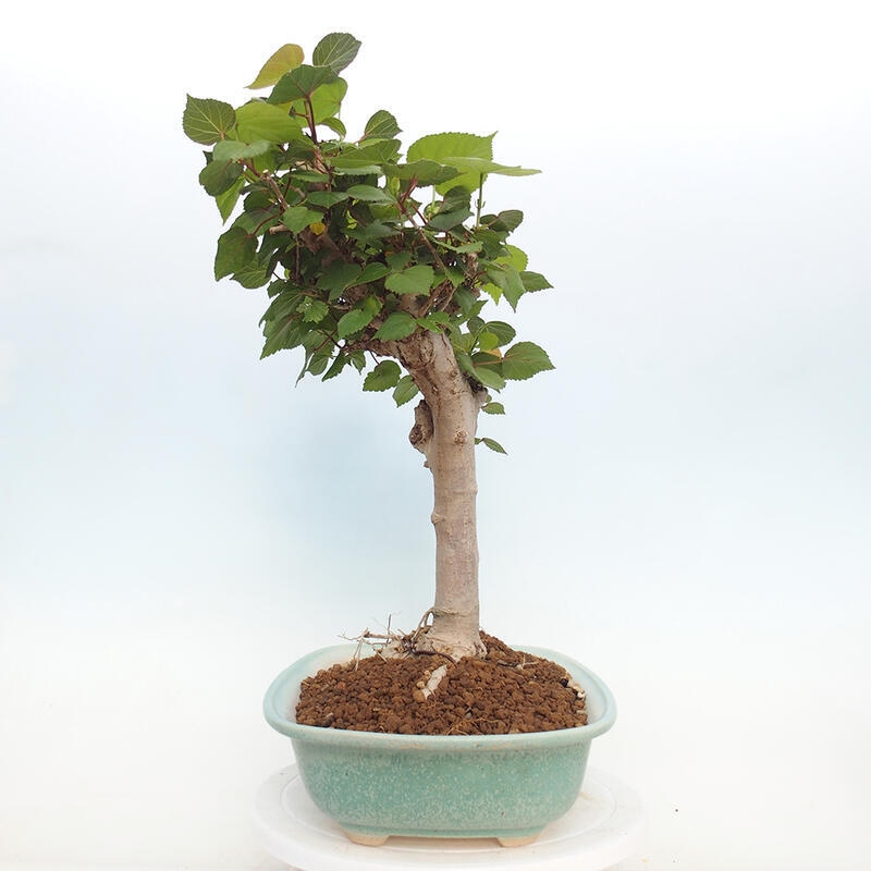 Indoor bonsai - Hibiscus tiliaceus - Hibiscus linden, sea