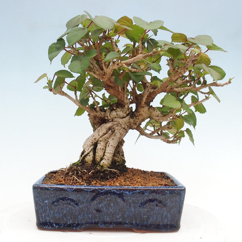 Indoor bonsai - Hibiscus tiliaceus - Hibiscus linden, sea