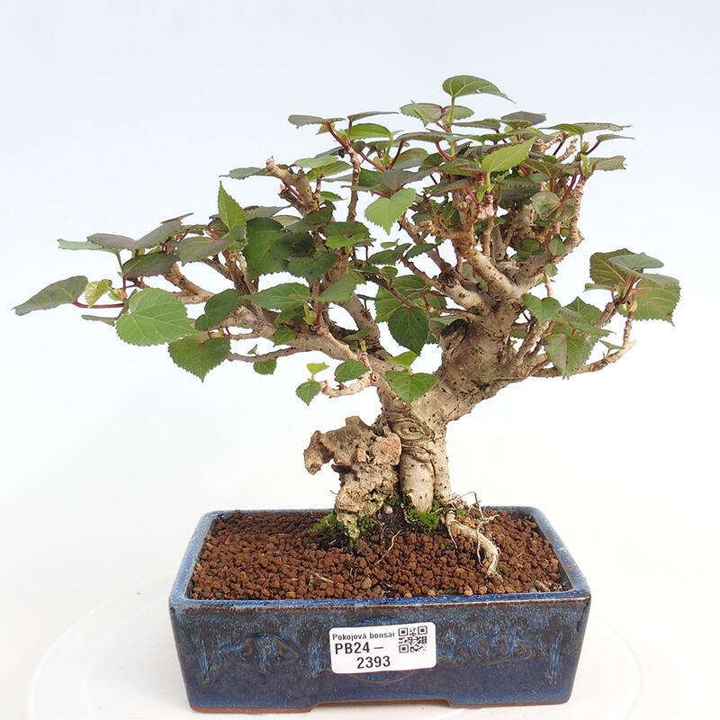 Indoor bonsai - Hibiscus tiliaceus - Hibiscus linden, sea