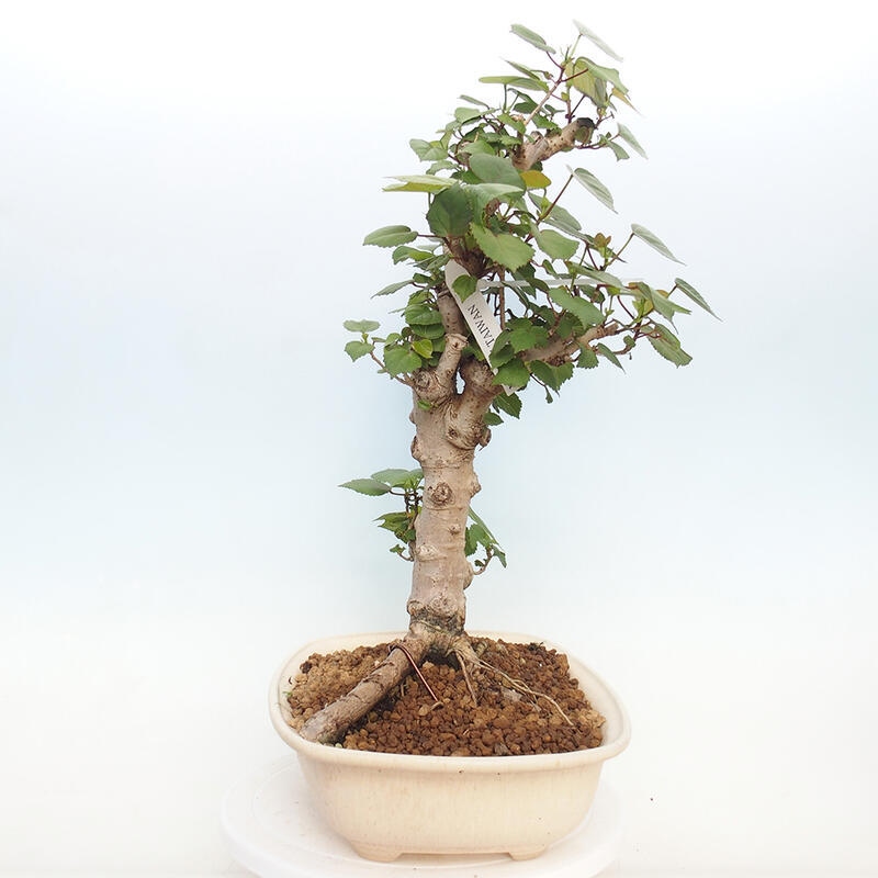 Indoor bonsai - Hibiscus tiliaceus - Hibiscus linden, sea