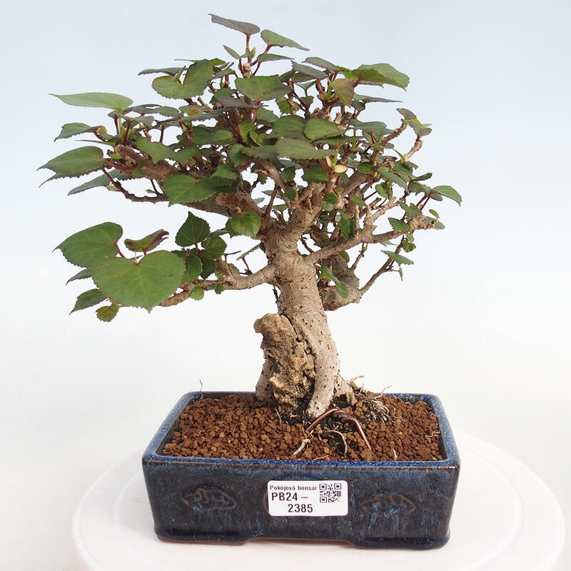 Indoor bonsai - Hibiscus tiliaceus - Hibiscus linden, sea