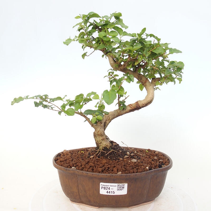 Indoor bonsai - Ligustrum chinensis - Bird's eye view