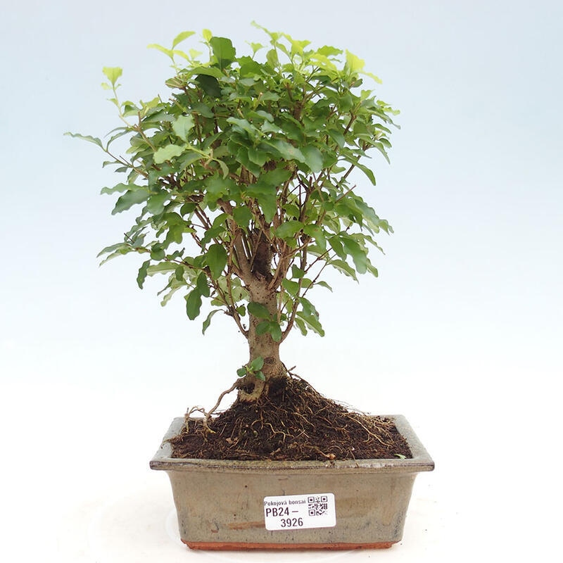 Indoor bonsai - Ligustrum chinensis - Bird's eye view