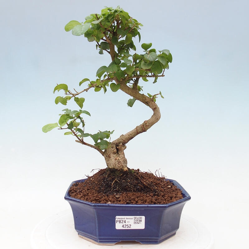 Indoor bonsai - Ligustrum chinensis - Bird's eye view