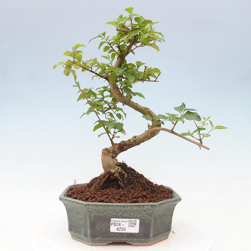 Indoor bonsai - Ligustrum chinensis - Bird's eye view