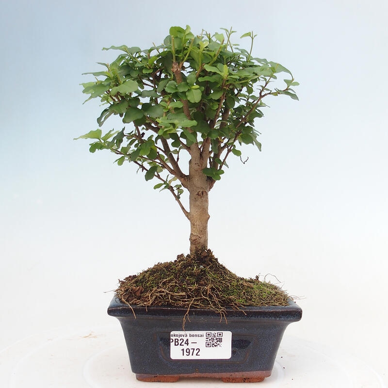 Indoor bonsai - Ligustrum chinensis - Bird's eye view